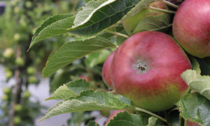 Appelbomen bij de ingang van onze winkel