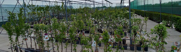 Visit our tree nursery