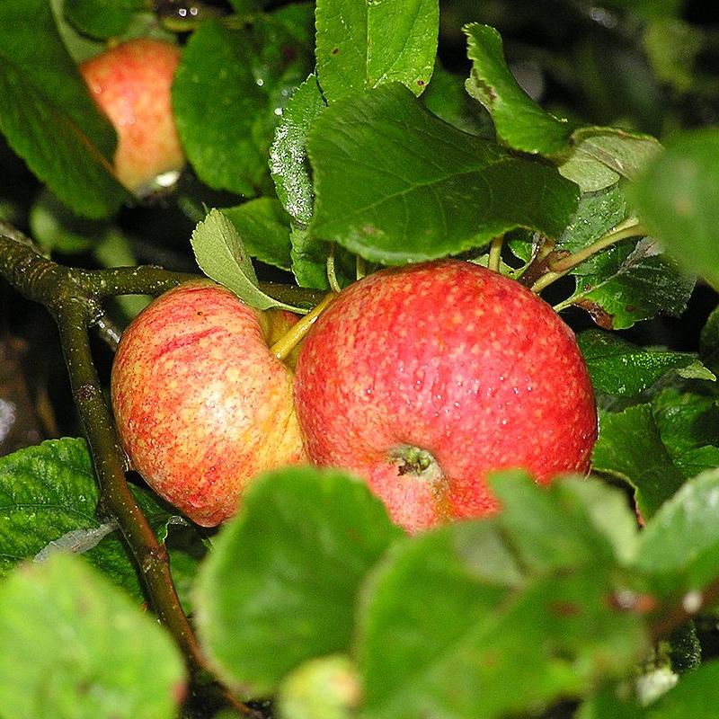 Malus domestica 'Beauty of Bath'