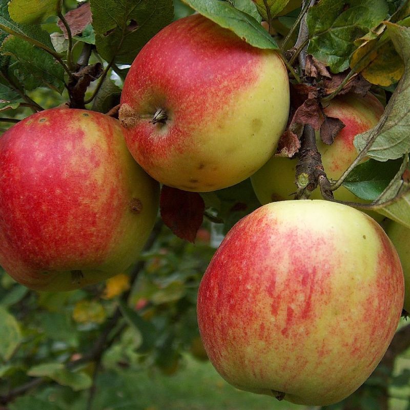 Geheimrat Oldenburg