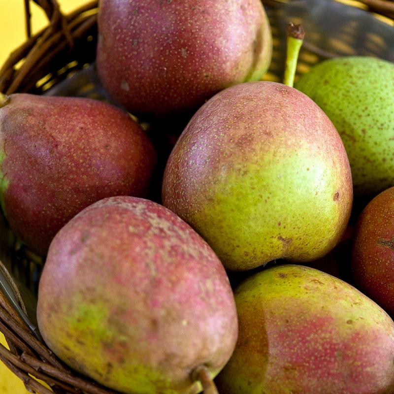 Pyrus communis 'Beurre de Merode'