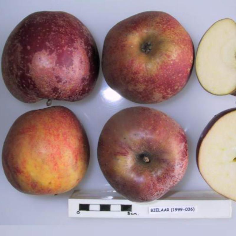 Malus domestica 'Bielaar'