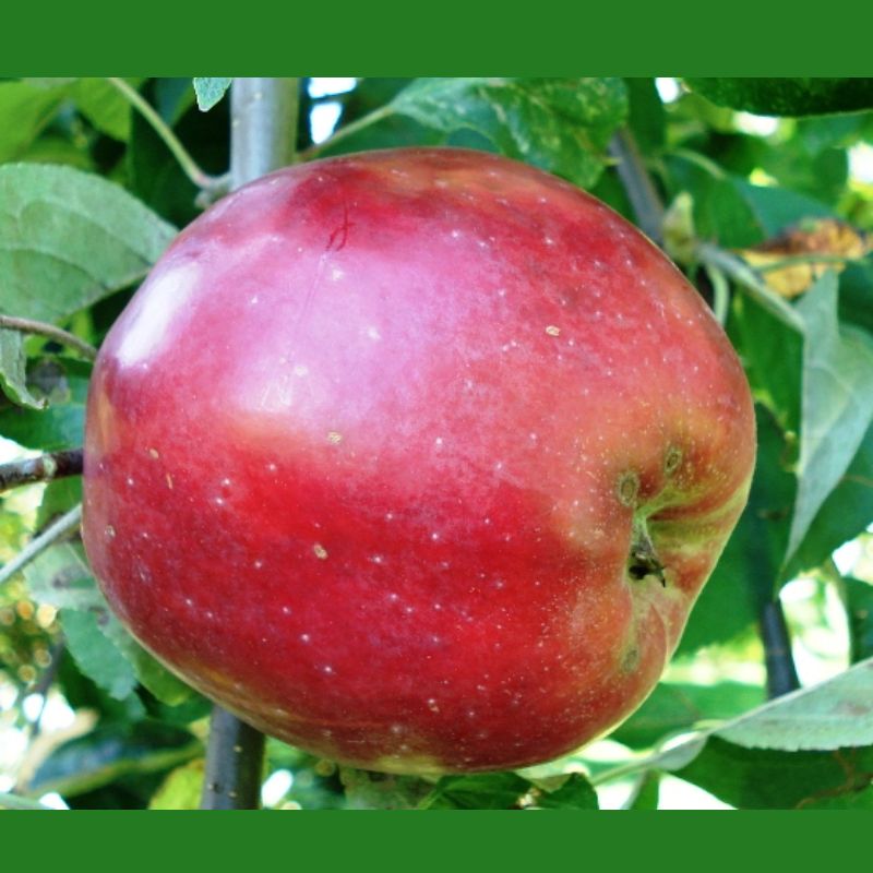 Malus domestica 'Roter Gravensteiner'