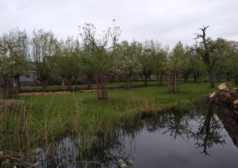 4 tips voor het aanleggen van een hoogstam boomgaard