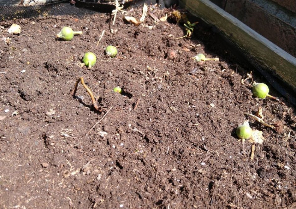 De appels vallen van mijn appelboom, wat doe ik nu?