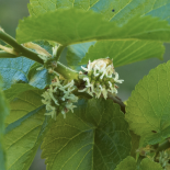 Bloesem van Dwergmoerbei Mojo Berry