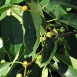 Bloesem van Chinese Aardbeienboom