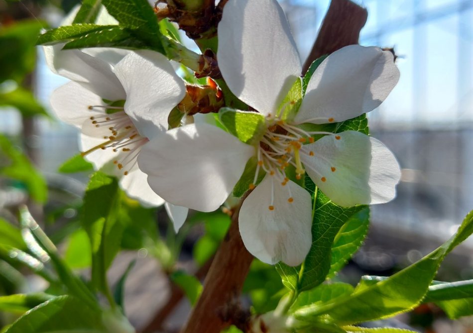 Heeft een amandelboom nu witte of roze bloesem?