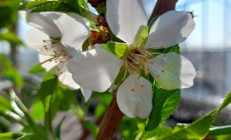 Heeft een amandelboom nu witte of roze bloesem?