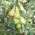 Pear 'Conference'