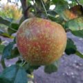 Apple 'Red Boskoop'