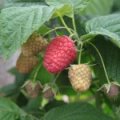 Raspberry 'Polka' ®