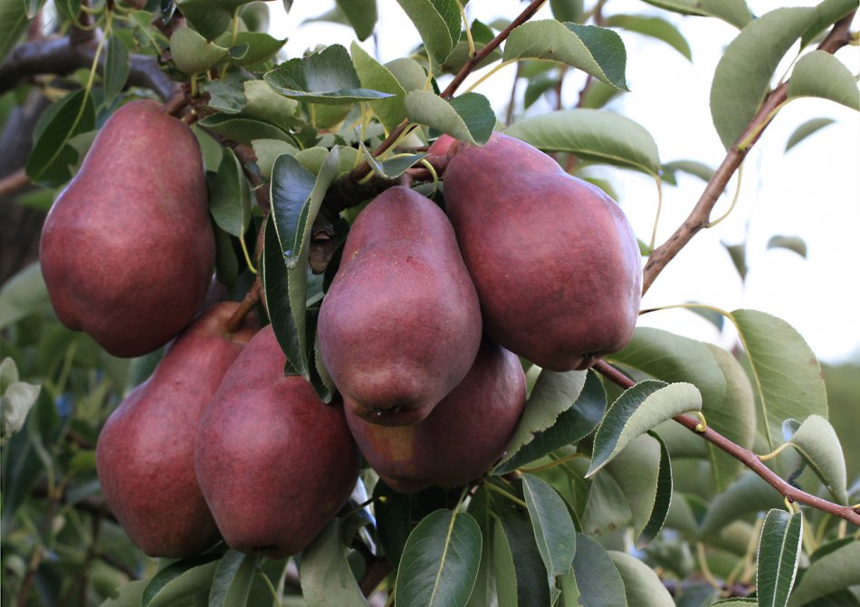 De beste rode peren voor je tuin