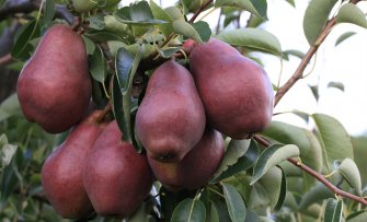 De beste rode peren voor je tuin