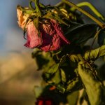 Waarom gaan planten in mijn tuin altijd dood?