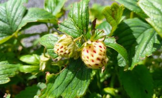 3 originele aardbeien voor in de moestuin