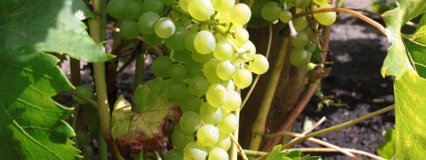 Foto van fruit van Consumption Grapes