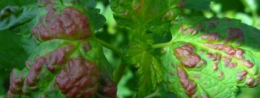 Rode vlekken op het blad van een bessenstruik; bessenbloedblaarluis