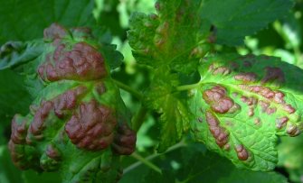 Rode vlekken op het blad van een bessenstruik; bessenbloedblaarluis