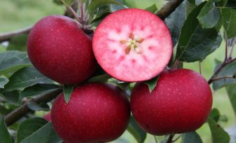 Appelbomen met rood vruchtvlees; lekker, gezond en bijzonder