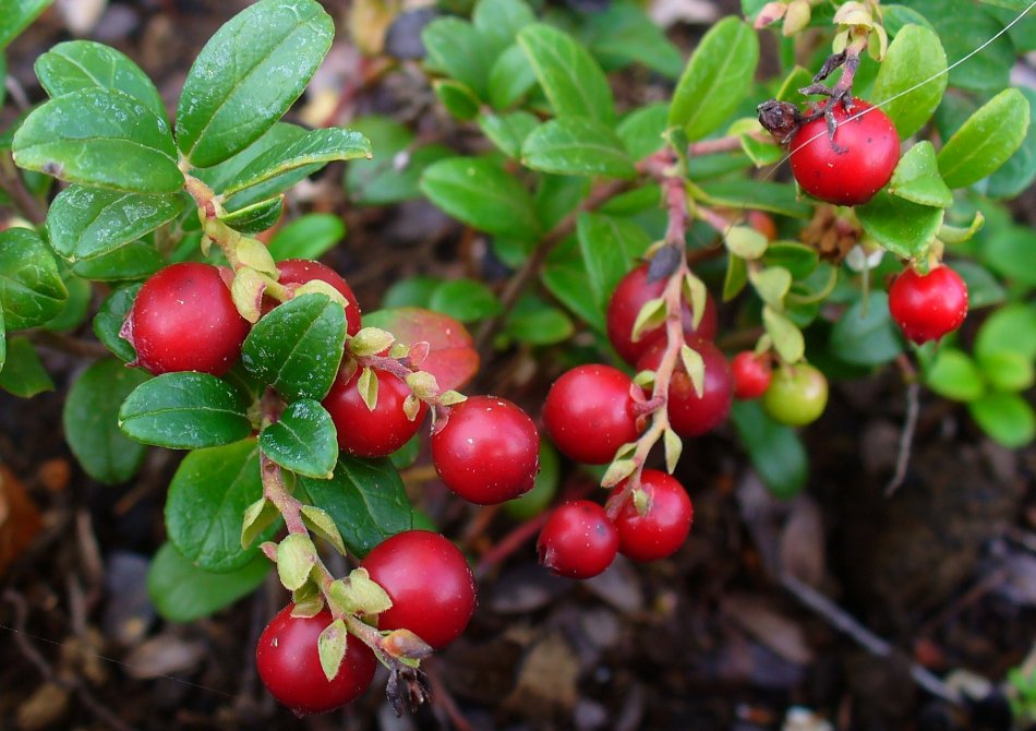 Rode Bosbes 'Miss Cherry' ®