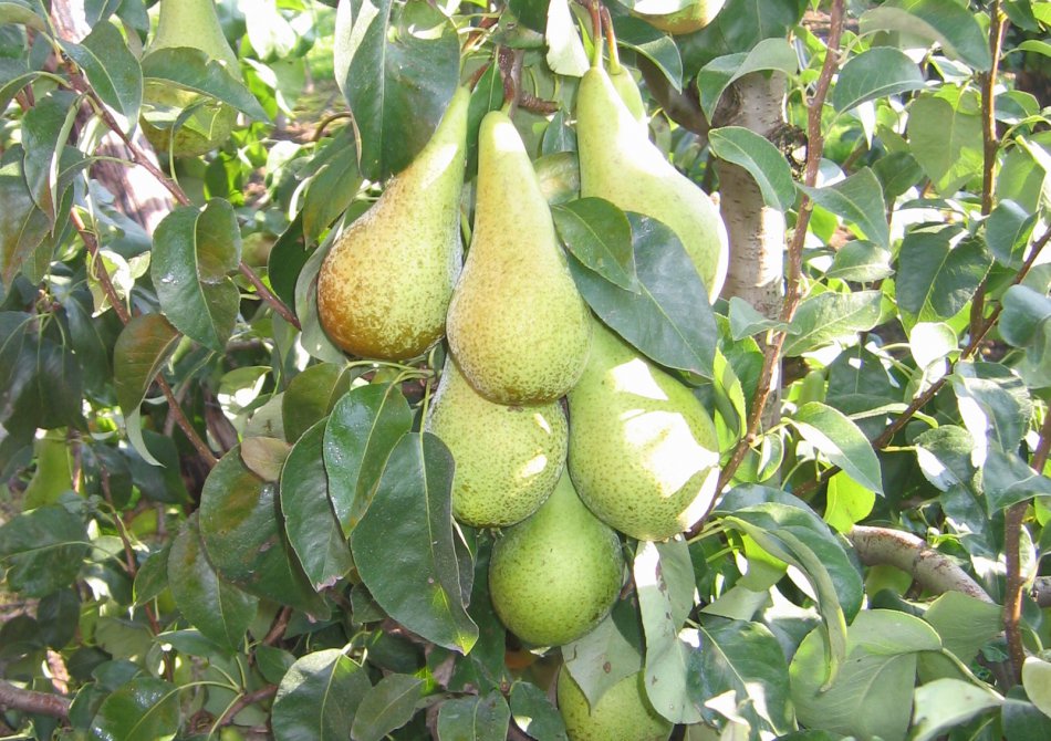 Pear 'Conference'