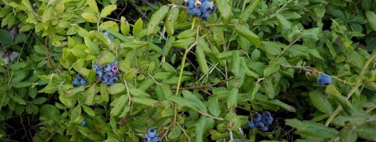 Planten voor een fruittuin in de schaduw