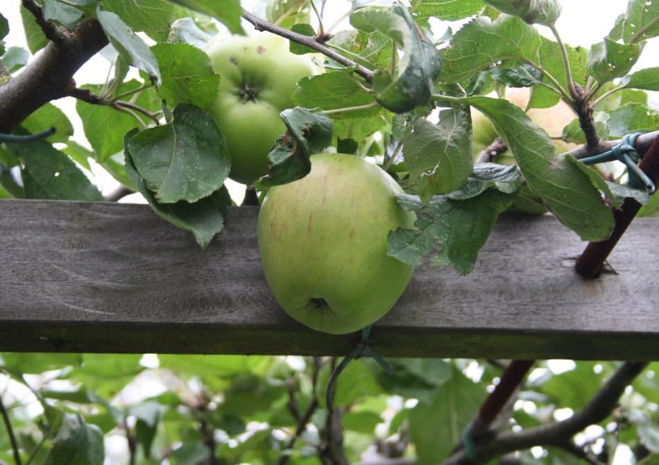 Appelbomen met oude appelrassen