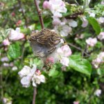 Rupsen in de appelboom voorkomen en bestrijden