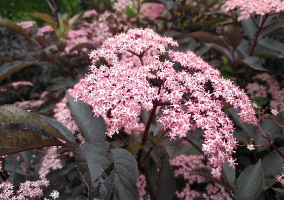 De 3 mooiste vlierbessen voor in je tuin