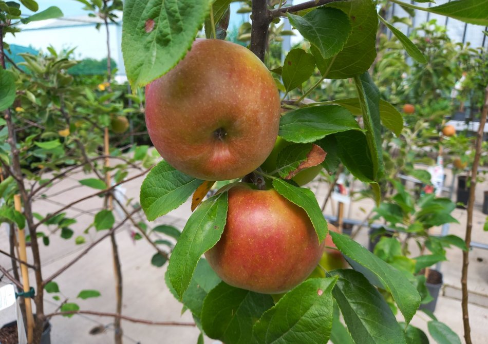 Welke appels vind ik lekker? Alle appelsoorten en hun smaak op een rij