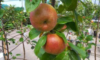 Welke appels vind ik lekker? Alle appelsoorten en hun smaak op een rij