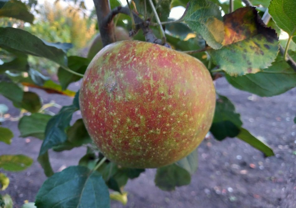 Apple 'Red Boskoop'