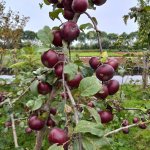 Apple tree 'Api noir'