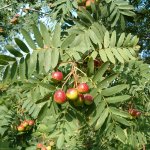 Pear shaped serviceberry