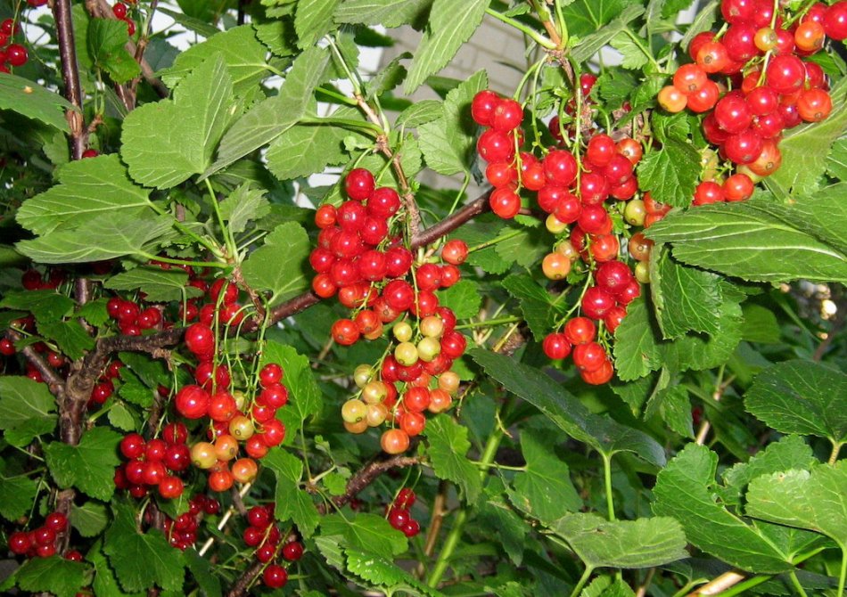 Currant 'Laxton's No. 1'