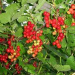 Currant bush 'Laxton's No. 1'