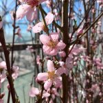 Onze 3 adviezen voor "stoeptegel eruit, fruitboom erin"