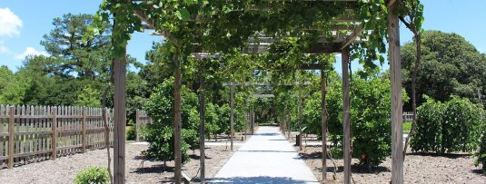 3 tips voor het aanplanten van een druif bij een pergola