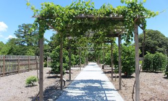 3 tips voor het aanplanten van een druif bij een pergola