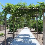 3 tips voor het aanplanten van een druif bij een pergola