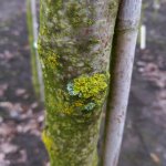 Groene aanslag op de stam van een fruitboom