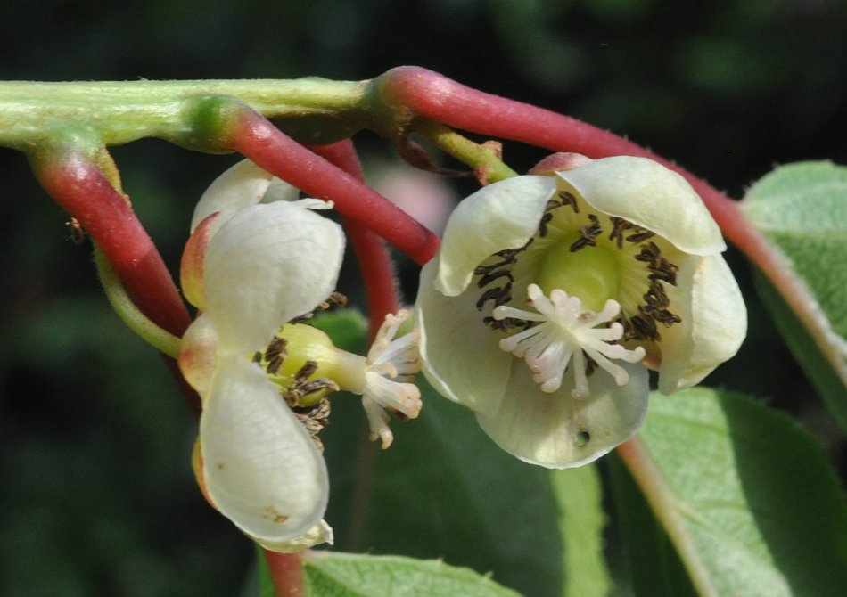 Kiwibes 'Purpurea Sadowa'