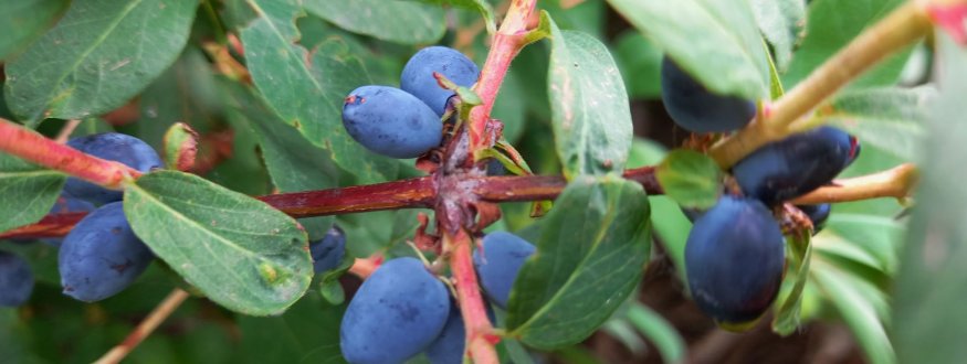 Foto van fruit van Honeysuckles