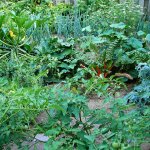 De 3 belangrijkste tips voor fruitbomen- en struiken in je moestuin