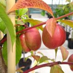 Nectarine 'Madame Blanchet'