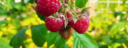 Het verschil tussen zachtfruit, pitfruit, steenfruit en exotisch fruit