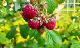 De Fruithaag; een erfafscheiding met fruitplanten