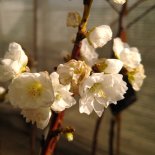 Bloesem van Dwergperzik 'White Peachy'