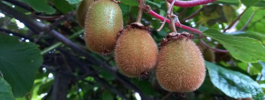 Wat is een slingerplant? En hoe klimmen andere klimplanten?